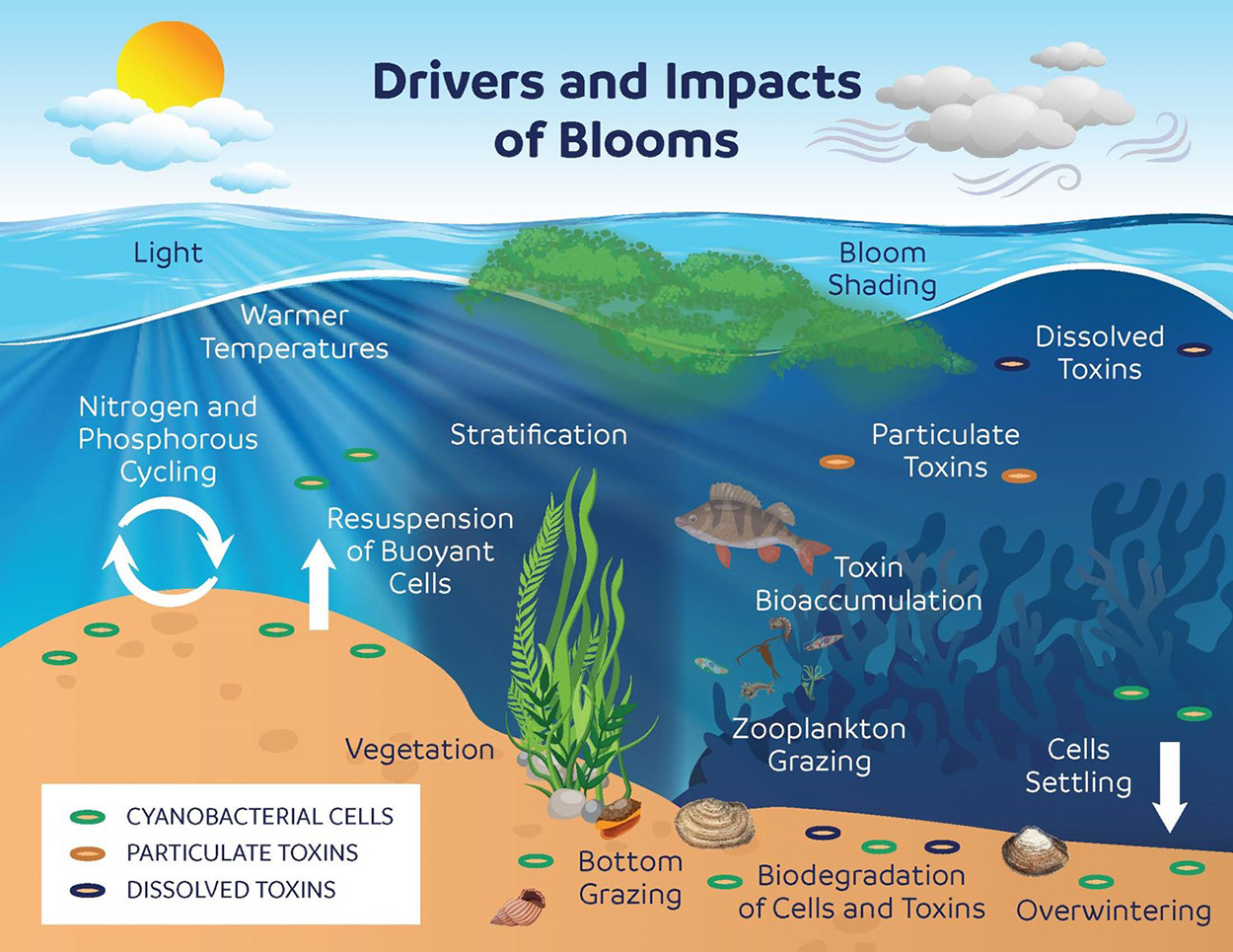 Urgent Warning: Second Harmful Algal Bloom Threatens Kodiak Shellfish Industry