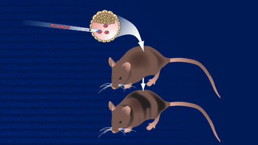 US Funding Of Transgender Mouse Research: Fact Or Fiction? US Funding Of Transgender Mouse Research: Fact Or Fiction?