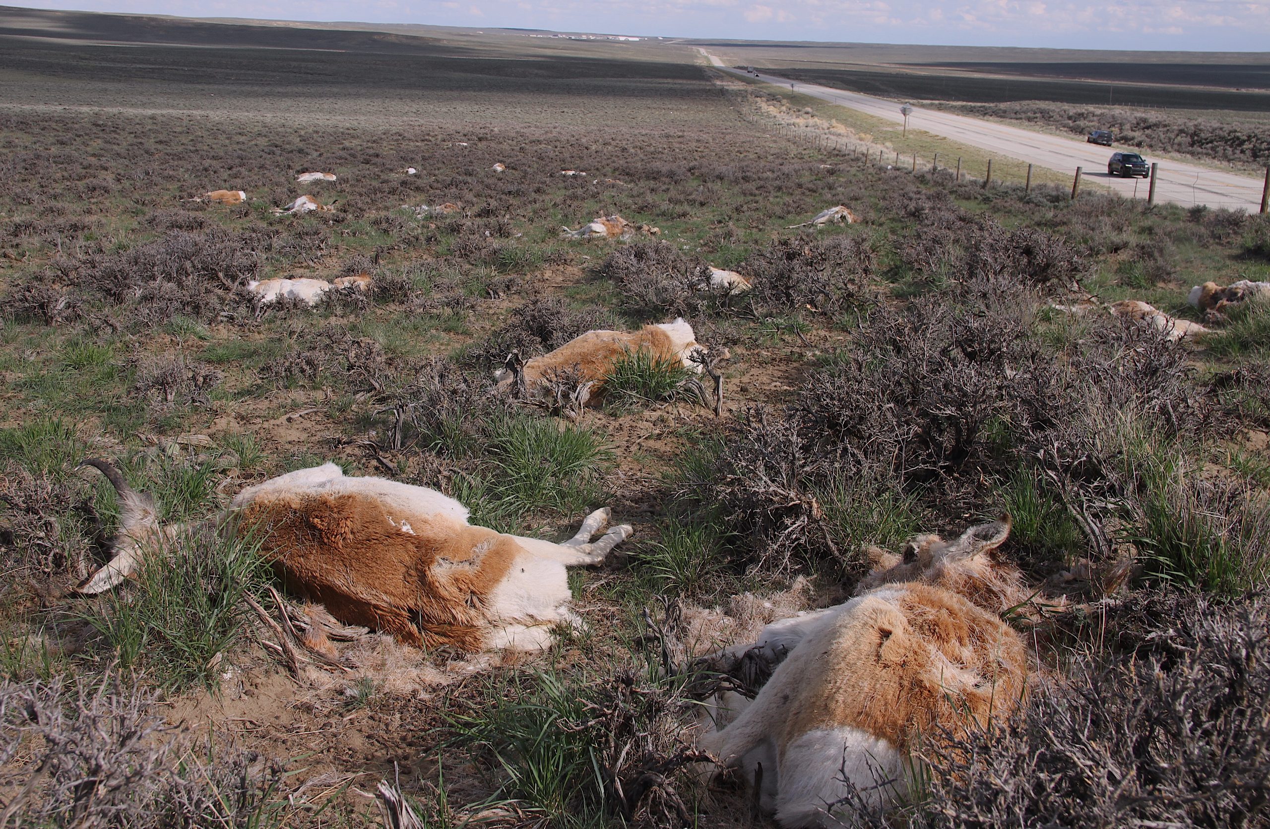 UW Documentary: Pronghorn Survival Following Devastating Winter UW Documentary: Pronghorn Survival Following Devastating Winter