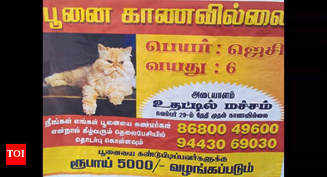 Viral Posts Cause Anxiety Among Cat Owners In Kashmir Viral Posts Cause Anxiety Among Cat Owners In Kashmir