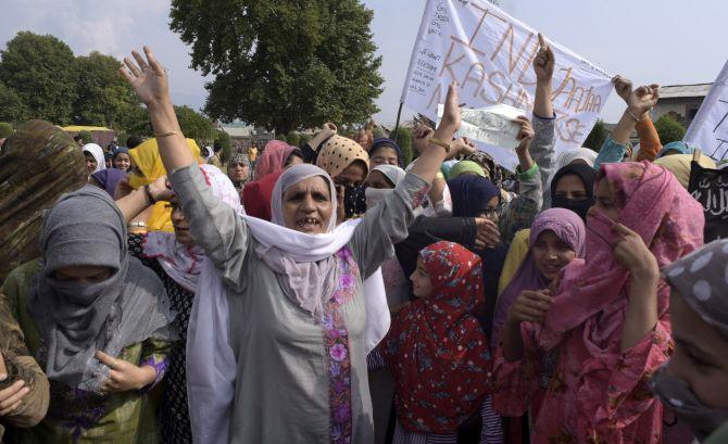 Viral Posts Spark Concern Among Kashmir's Cat Owners