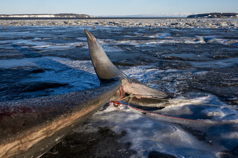 Warming Temperatures And Mud Obstacles In Anchorage Fin Whale Skeleton Salvage Operation Warming Temperatures And Mud Obstacles In Anchorage Fin Whale Skeleton Salvage Operation