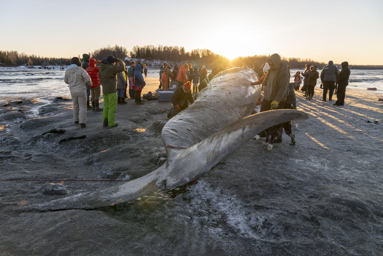 Warming Weather And Soft Mudflats Hinder Anchorage Fin Whale Skeleton Recovery Warming Weather And Soft Mudflats Hinder Anchorage Fin Whale Skeleton Recovery