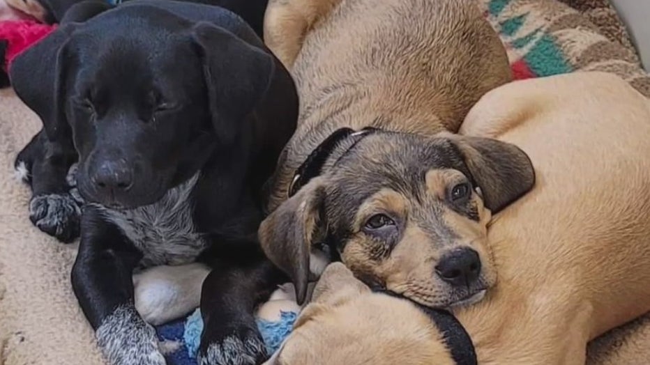 Washington County Breeder Faces Action After 49 Dogs Removed Washington County Breeder Faces Action After 49 Dogs Removed