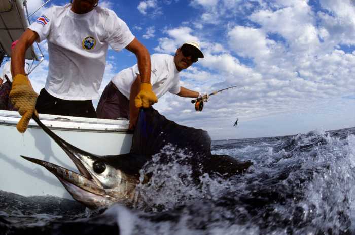 Why Are More Marlin Fishermen Using Torpedo Bats? Why Are More Marlin Fishermen Using Torpedo Bats?