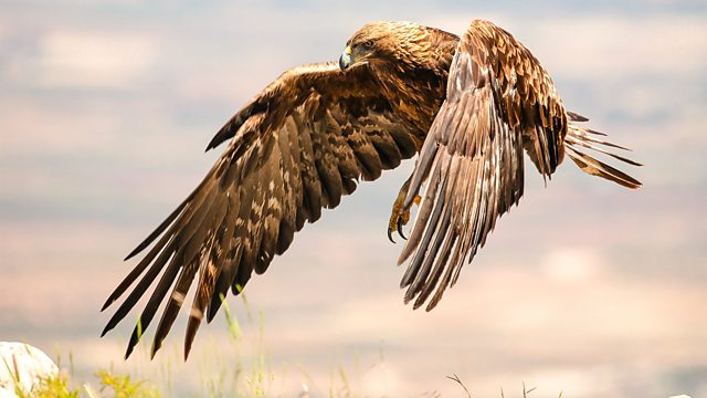 Winterwatch: A Comprehensive Guide To Winter Wildlife Winterwatch: A Comprehensive Guide To Winter Wildlife
