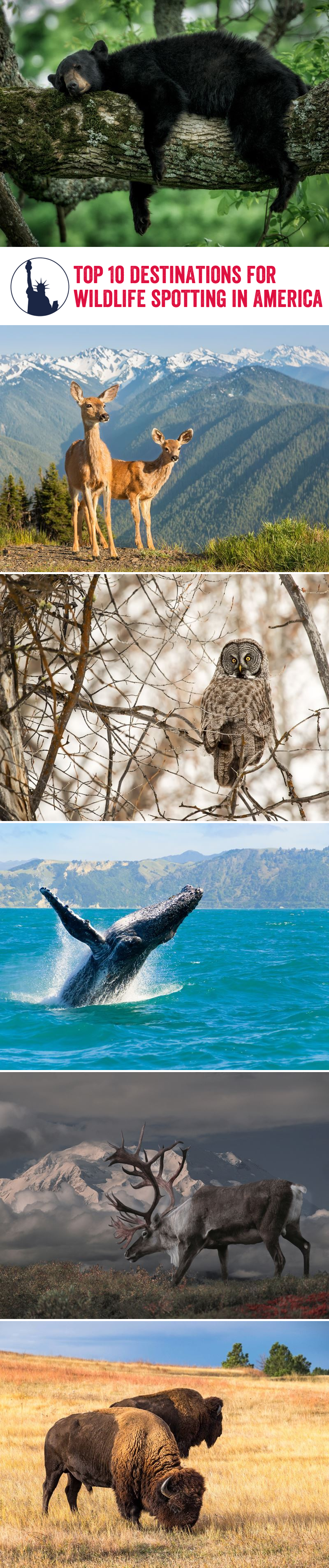 Winterwatch: Your Guide To The Best Wildlife Spotting