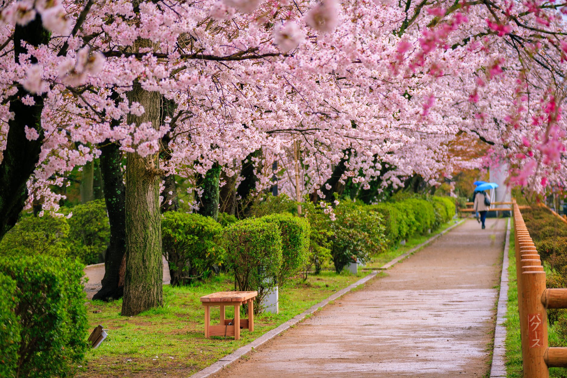 Witness Japan's Cherry Blossoms: Your Springwatch Adventure Witness Japan's Cherry Blossoms: Your Springwatch Adventure
