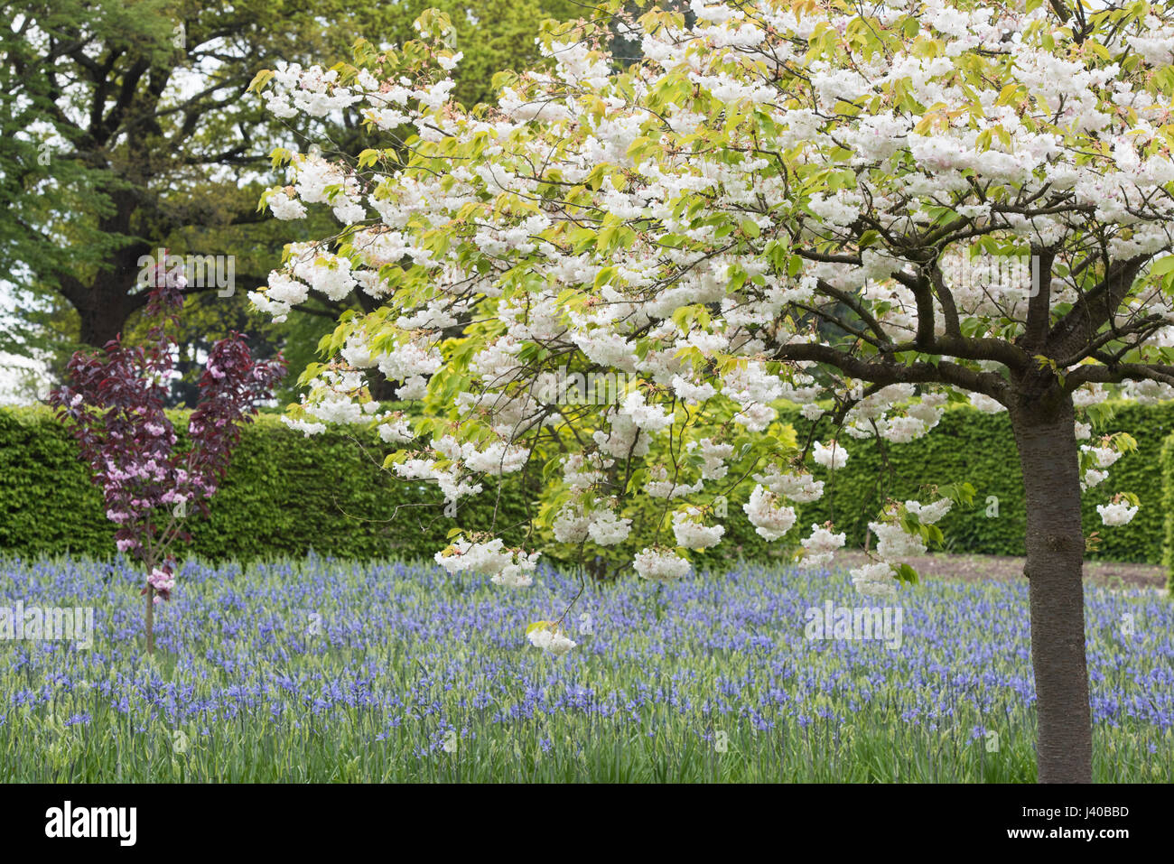 Witness The Spectacle: RHS Wisley's Cherry Blossom Display Witness The Spectacle: RHS Wisley's Cherry Blossom Display