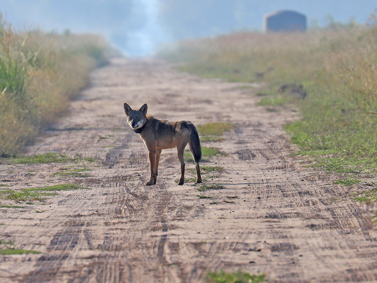 Wolves In The North State: A Growing Problem?