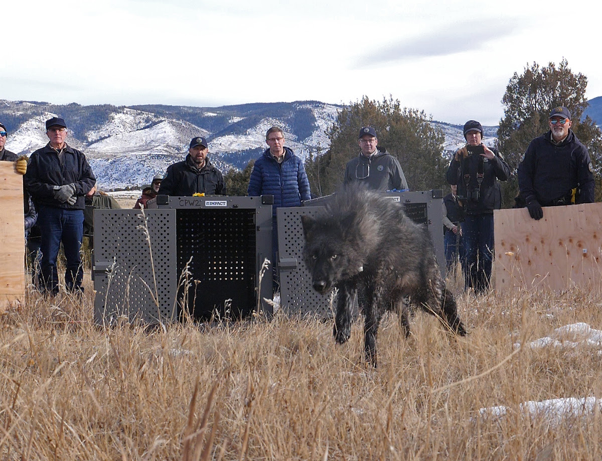Wyoming Reports Death Of Second Colorado Gray Wolf Wyoming Reports Death Of Second Colorado Gray Wolf