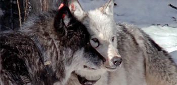 Yellowstone's Lost Wolves: Documentary Film Trailer